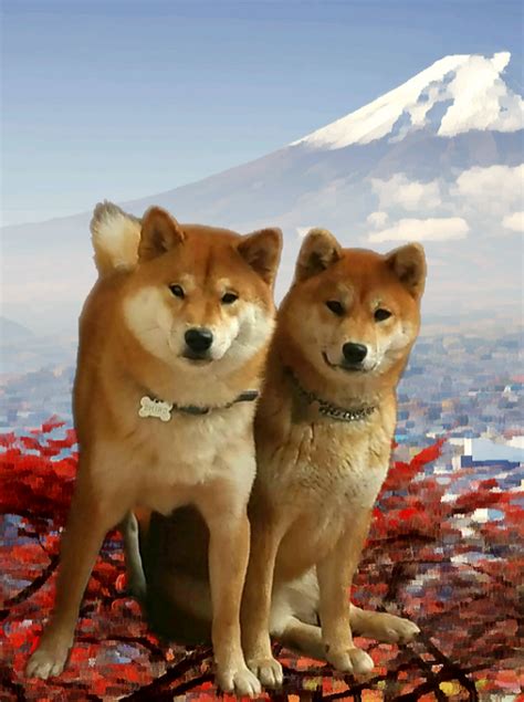 NANKURUNAISA KENNEL ALLEVAMENTO SHIBA INU CUCCIOLI DISPONIBILI