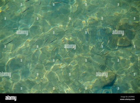 small fish  sea water stock photo alamy