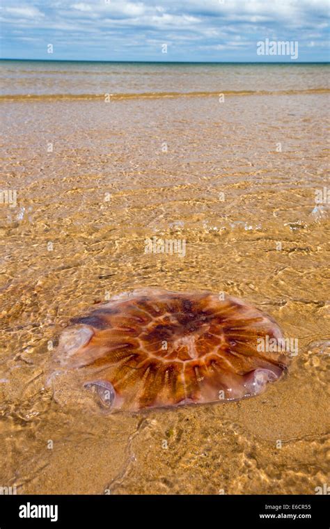 Jelly Fish Washed Up On The Beach Hi Res Stock Photography And Images