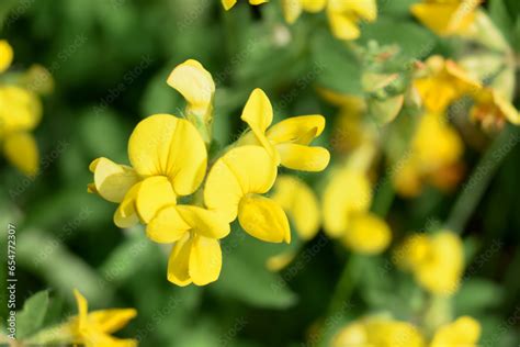 Bird S Foot Trefoil Common Bird S Foot Trefoil Lotus Corniculatus L