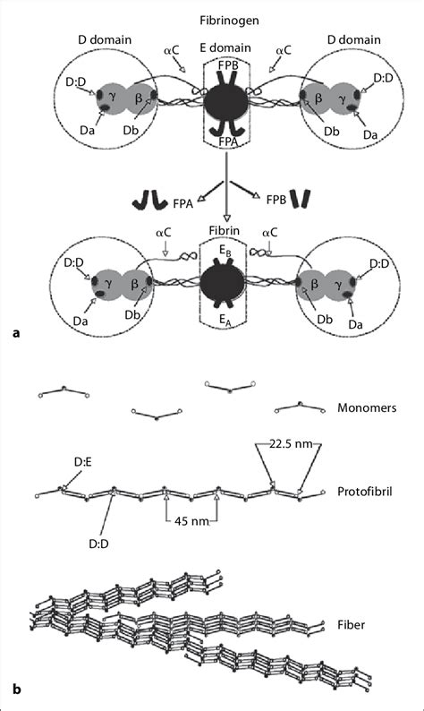 Fibrinogen And Fibrin In Clot Formation A The Major Domains E And D