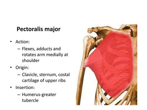 Upper Limb Muscles Ppt