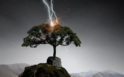 My Tree Was Struck By Lightning (What Should I Do?) - Truly Arbor Care