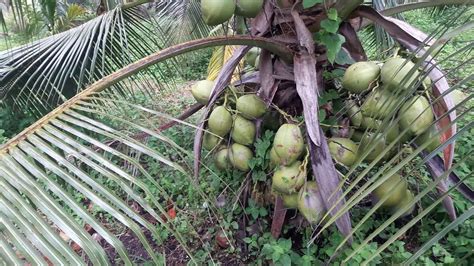 Jarak Tanam Kelapa Hibrida Yang Ideal Akan Memperoleh Buah Sempurna