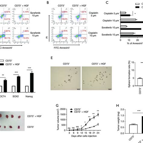 A Schematic Illustration Of The Crosstalk Between Cafs And Hcc Cells Download Scientific