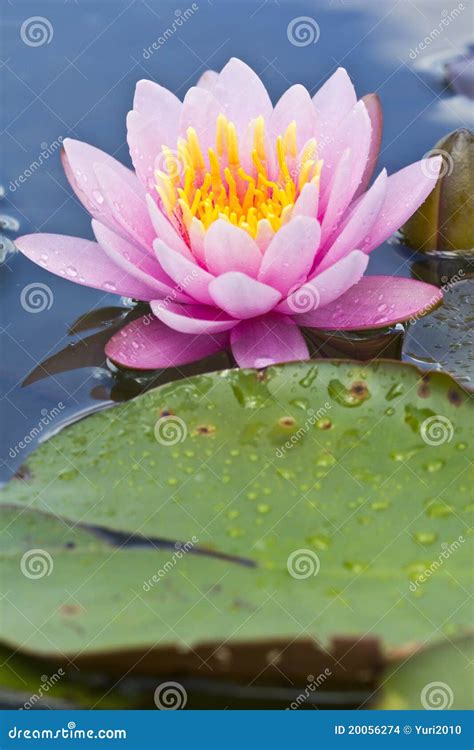 Lotus Flower Thailand Stock Images - Image: 20056274