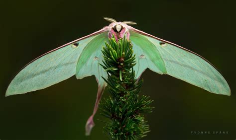 Learning To Fly Chinese Moon Moth Actias Dubernardi Female