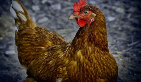 Gallina Características Alimentación Reproducción Y Especies