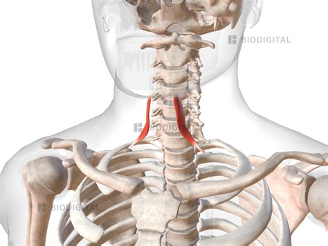 Superior Belly Of Omohyoid Biodigital Anatomy