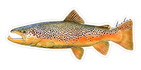 Fish Stickers Quality Brook Trout Fish Decals By Studio Abachar