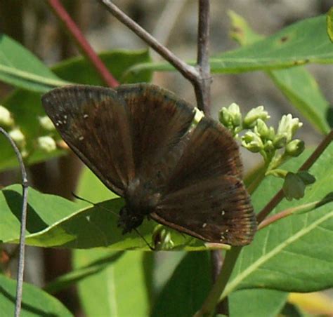 Horace S Duskywing Erynnis Horatius Erynnis Horatius Bugguide Net