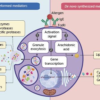 Mc Activation And Mediator Release Mcs Become Activated When Ige