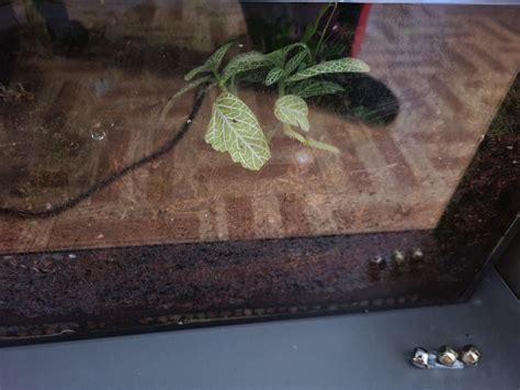 Sticking bells onto bug terrariums until Silksong comes out day 3