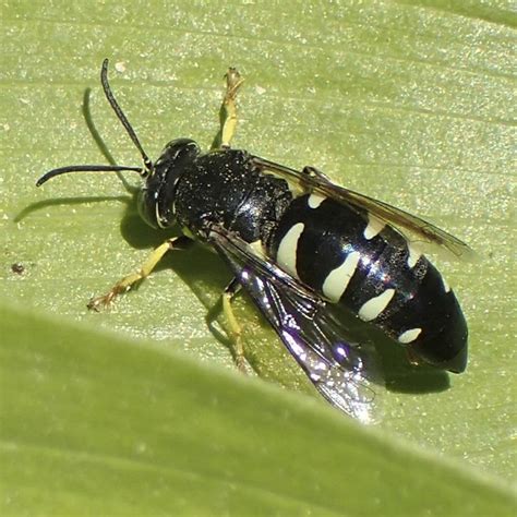 Four Banded Stink Bug Hunter Wasp Bicyrtes Quadrifasciatus Stink Bugs Arachnids Wasp