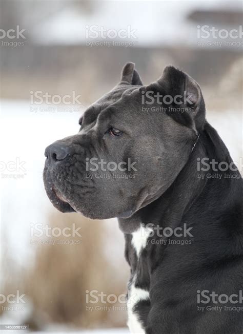 Beautiful Dog Breed Italian Cane Corso Stock Photo Download Image Now