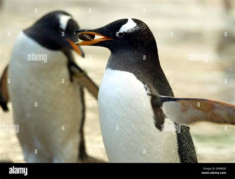 Penguins in Edinburgh Zoo Stock Photo - Alamy