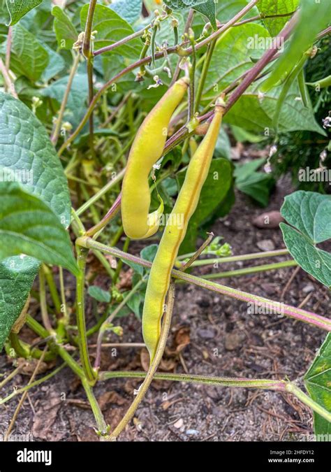 El frijol francés Phaseolus vulgaris es una planta anual herbácea