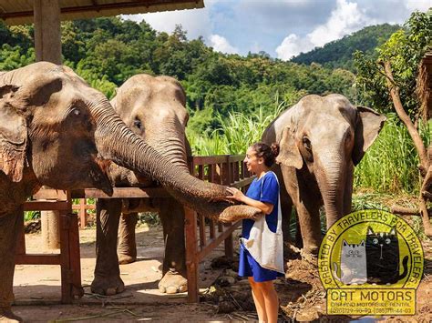 Elephant Sanctuaries In Chiang Mai: Top 6 Havens For Gentle Giants