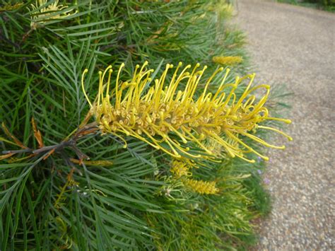 Grevillea ‘wattlebird Yellow Gardening With Angus