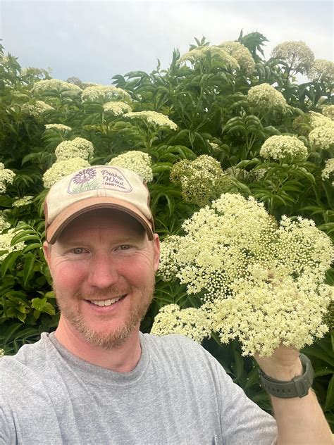 Elderberry flowers and studies in bloom! - Liberty Prairie