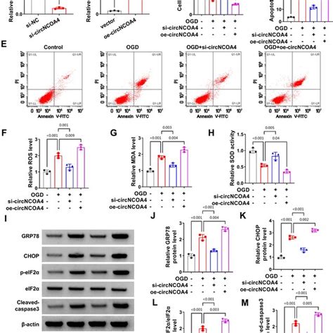 Circncoa Contributes To Ogd Induced Neuron Injury A B The