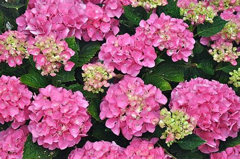 Dwarf Forever Pink Hydrangea Beautiful Plants Etsy Pink Hydrangea