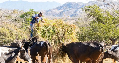 Ministerio De Agricultura Y Ganader A