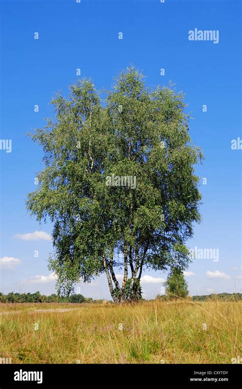 Silver Birch Betula Pendula Betula Alba Betula Verrucosa Heathland