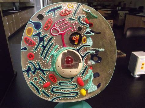 animal cell model in 3d 9