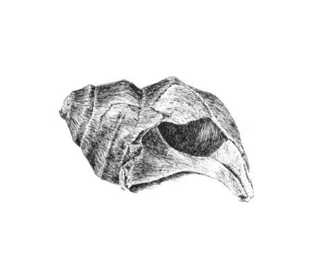 fundamentals  ink drawing mastering  art    shade