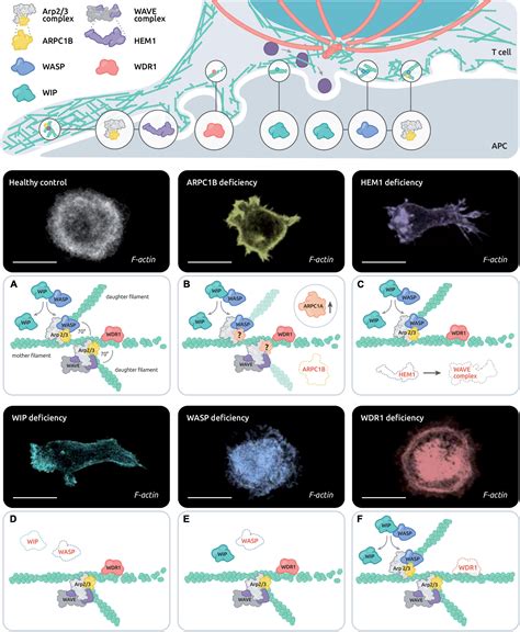 Frontiers Actin Dynamics At The T Cell Synapse As Revealed By Immune