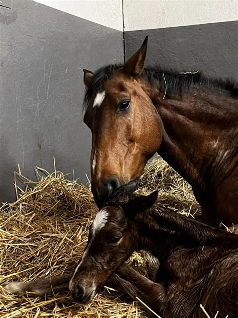 Le Haras Des Coudrettes 30 Mars 2023 22h55 Nikita HDC