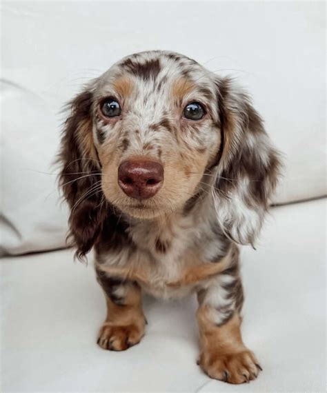 Miniature Dachshund For Sale | All Dachshund