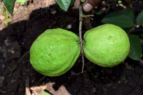 Fresh guava fruit stock photo. Image of delicious, ripe - 260596388