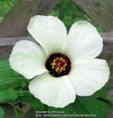 Flower Of An Hour Hibiscus Trionum In The Hibiscus Database