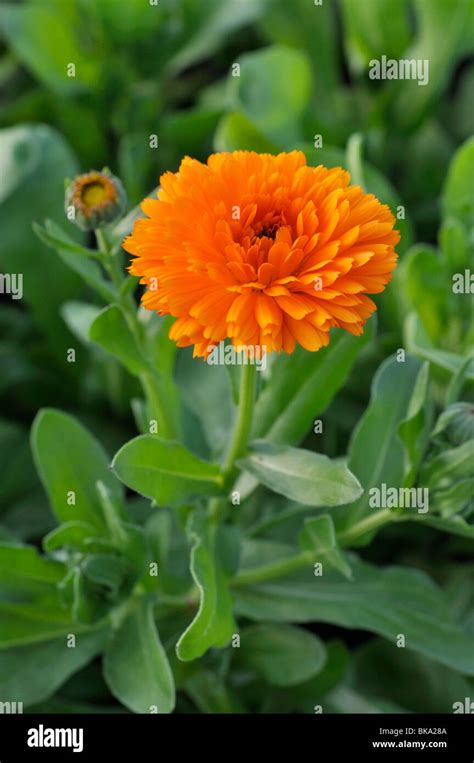 Pot Marigold Hi Res Stock Photography And Images Alamy