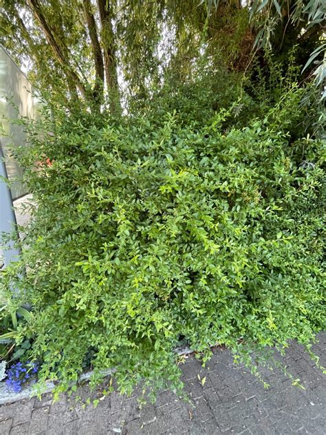 Mittelmeer Feuerdorn Pyracantha Coccinea