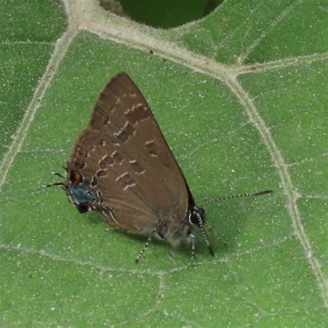 Hickory Hairstreak In July 2022 By Sue Wetmore INaturalist