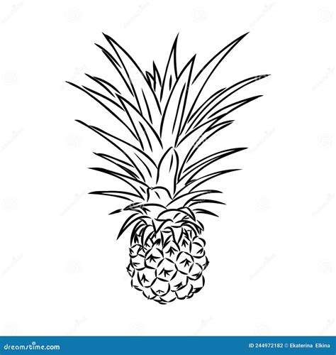 Image Of Pineapple Fruit Vector Black And White Illustration Stock Vector Illustration Of