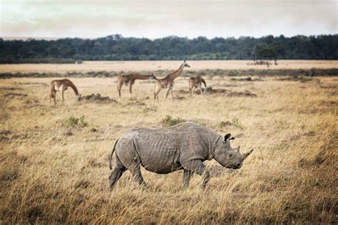 Rare Animals You Can See in the Kruger National Park