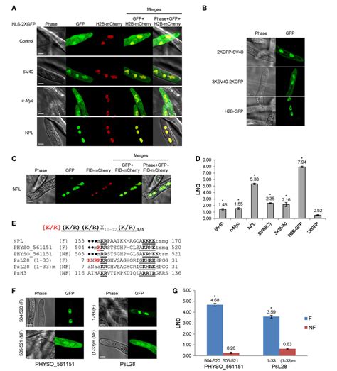 Figure From Distinctive Nuclear Localization Signals In The Oomycete