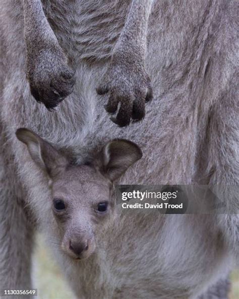 230 Kangaroo With Baby In Pouch Stock Photos, High-Res Pictures, and ...