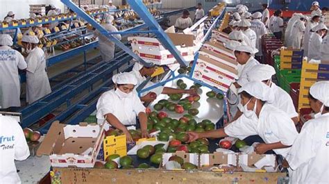 Exportaciones Peruanas De Mango Fresco Crecieron Desde El Inicio