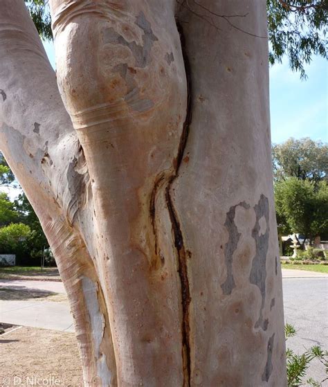 Lemon Scented Gum Bark Shedding At Leo Munoz Blog