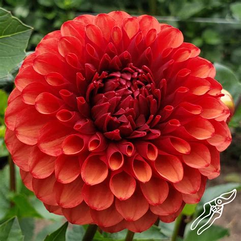 Brown Sugar Dahlia Tubers | Harvest Thyme Farm