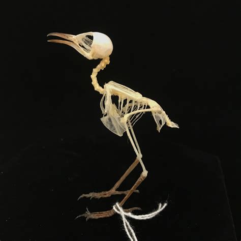 Plain Wren Warbler Real Bird Skeleton 4 Available For Purchase At Natur