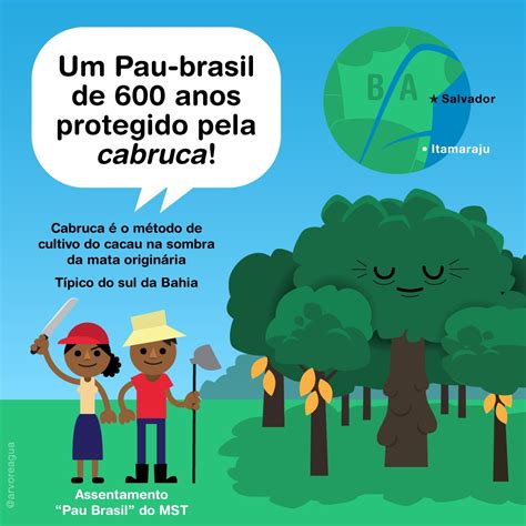 Pau Brasil De 600 Anos Arvoreagua