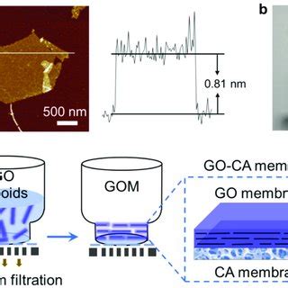 Fabrication Of The Go Ca Membrane A Afm Image And Height Profile Of