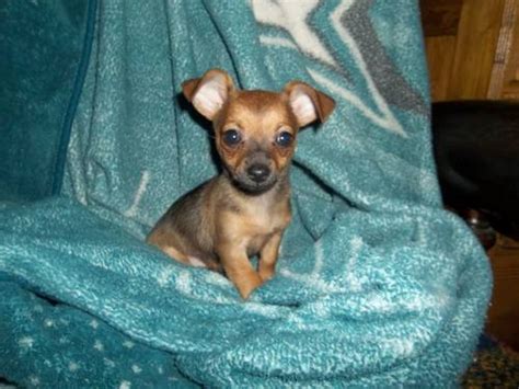 Chiweenie (Chihuahua-Dachshund mix) Info, Temperament, Puppies, Pictures