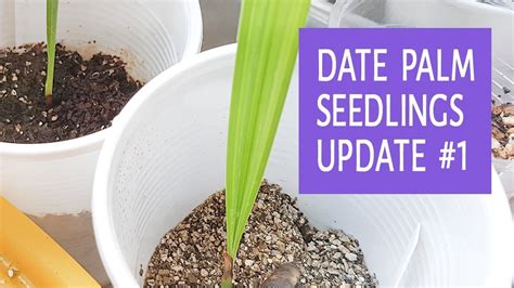 Date Palm Seedlings Update 1 12072017 I Have Started Two Date Palm